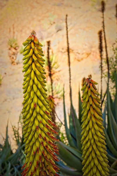 Aloe Verde Amarillo Florece Otoño —  Fotos de Stock