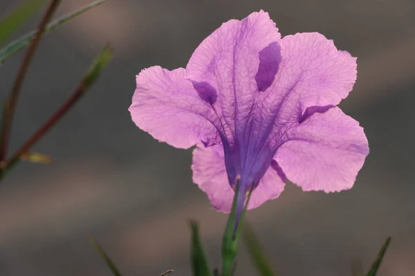 Eine Nahaufnahme Einer Schönen Lila Ruellia Tuberosa Blüht Einem Garten — Stockfoto