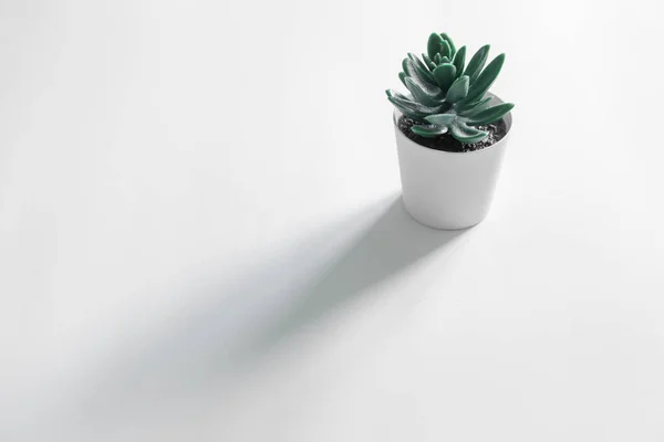 Uma Planta Pequena Echeveria Potenciômetro Branco Uma Superfície Branca — Fotografia de Stock