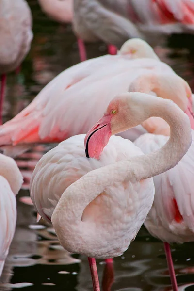 Vertikal Närbild Chilenska Flamingos Phoenicopterus Chilensis — Stockfoto