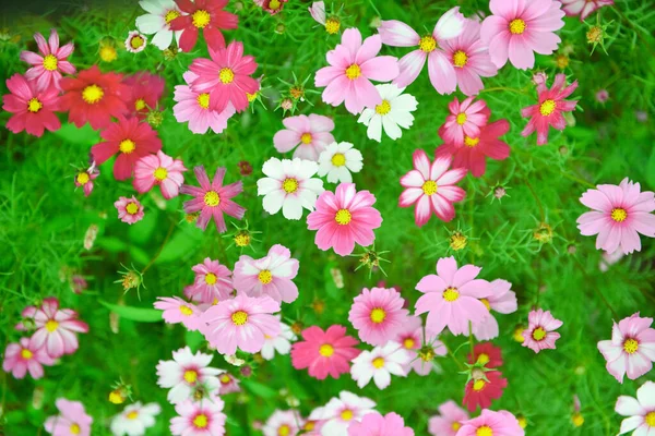 Closeup Shot Cosmoses Blossoming Garden — Stock Photo, Image