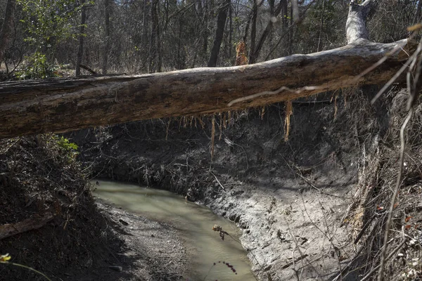 Primer Plano Del Tronco Caído Árbol Sobre Arroyo Bosque — Foto de Stock