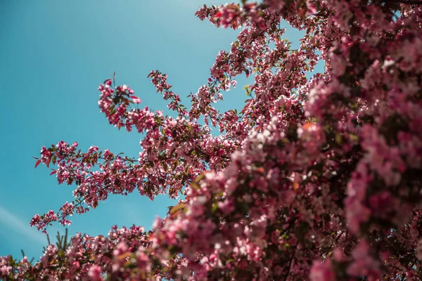 Primer Plano Florecientes Ramas Cerezo Rosa Cielo Azul —  Fotos de Stock
