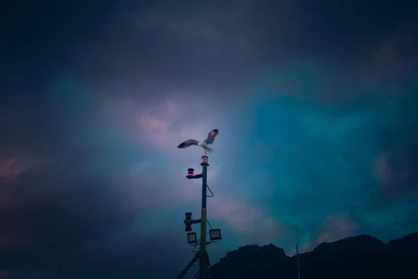 Ένας Γλάρος Σκαρφαλωμένος Ένα Δοκάρι Πάνω Ένα Συννεφιασμένο Ουρανό Κατά — Φωτογραφία Αρχείου