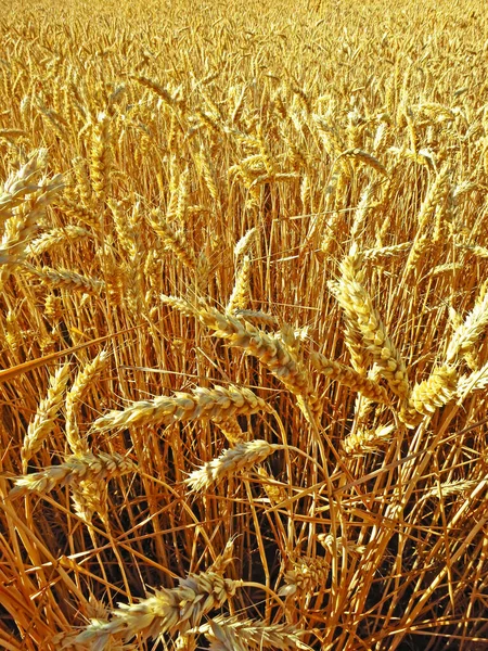 Вертикальный Крупный План Золотой Пшеницы Поле — стоковое фото