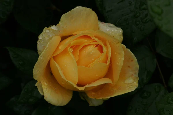 Closeup Beautiful Rose Park — Stock Photo, Image