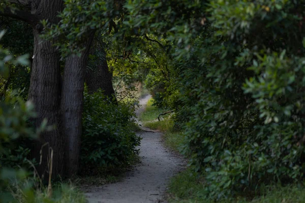 緑の森の木々の中を抜ける細い通路 — ストック写真