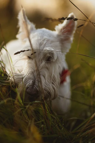Vertical Closeup Shot Scottish Terrier Field Blurry Background — Stock Photo, Image
