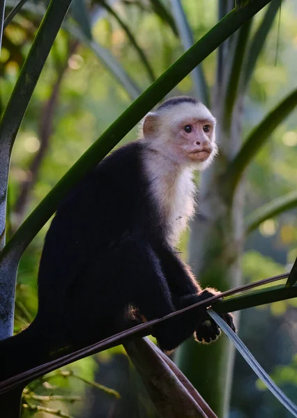 Selective Focus Shot Capuchin Monkey Tree — Stock Photo, Image