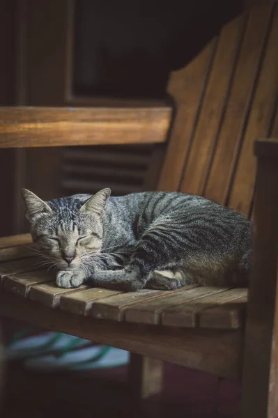 Egy Aranyos Szürke Macska Alszik Fából Készült Széken Házban — Stock Fotó