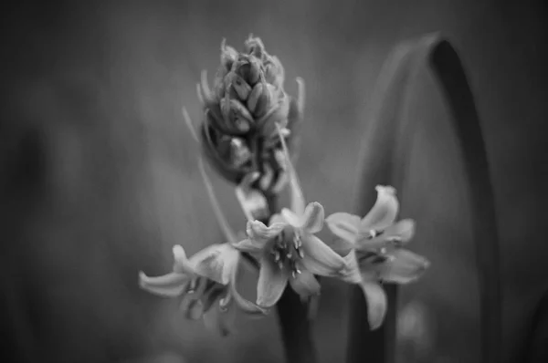 Een Grijswaarden Selectieve Focus Shot Van Hyacint Bloemen Wazige Achtergrond — Stockfoto