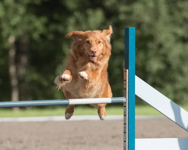 ノバスコシアダックトレーリングレトリバーは 犬の敏捷性コースの敏捷性のハードルを飛び越える — ストック写真