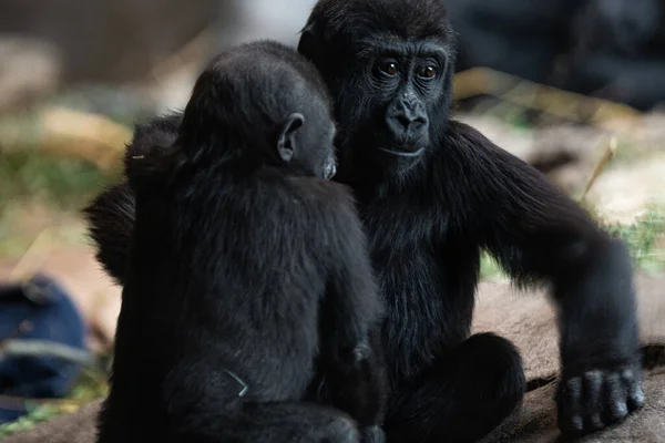 Dos Jóvenes Gorilas Hábitat Natural — Foto de Stock
