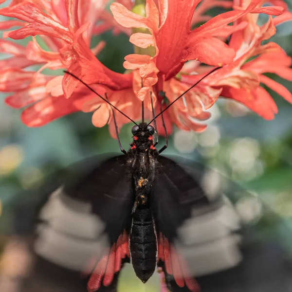 一只黑色蝴蝶在花园里浅粉色的花朵上的特写镜头 — 图库照片