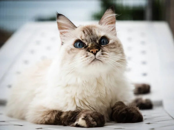 Een Close Portret Van Een Witte Kat Met Bruine Snuit — Stockfoto