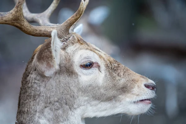 Gros Plan Beau Cerf Dans Forêt Par Une Journée Ensoleillée — Photo