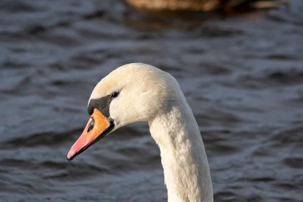 Ett Vackert Porträtt Stum Svan Som Simmar Det Lugna Vattnet — Stockfoto