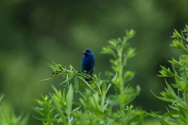 在绿草枝条上 背景模糊的红宝石束鸟的浅景照片 — 图库照片