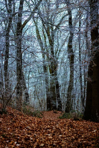 Pionowe Ujęcie Opadłych Jesiennych Liści Ziemi Lesie — Zdjęcie stockowe