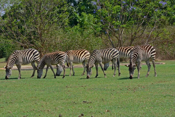 Uma Manada Zebras Parque Pazuri Perto Cidade Lusaka Zâmbia África — Fotografia de Stock