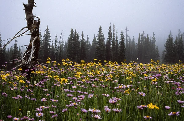 Ein Schönes Blumenfeld Einem Wald Einem Nebligen Tag — Stockfoto