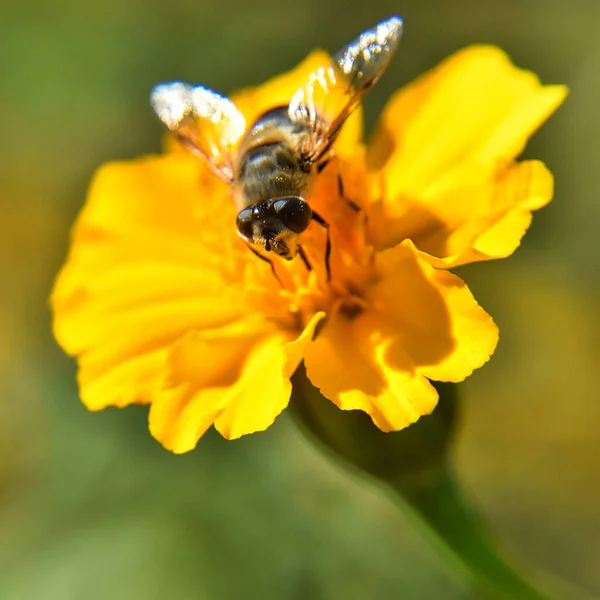 Ένα Κάθετο Κοντινό Πλάνο Της Μύγας Πάνω Στο Λουλούδι Ρηχή — Φωτογραφία Αρχείου