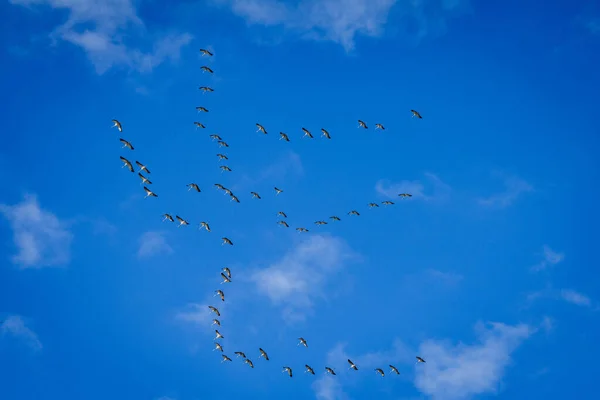 Μια Όμορφη Θέα Ενός Σμήνους Πουλιών Φόντο Τον Γαλάζιο Ουρανό — Φωτογραφία Αρχείου