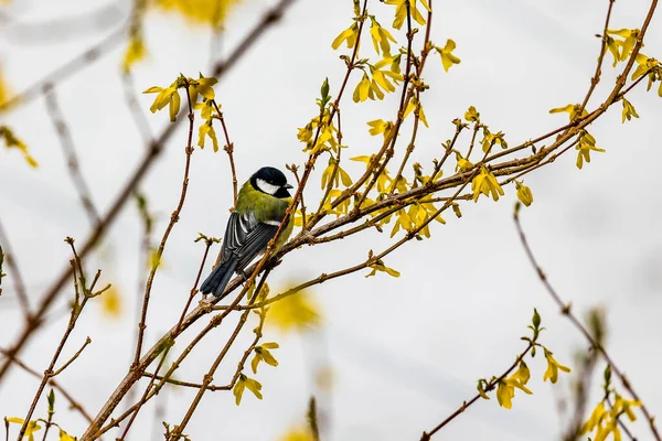 Beautiful Great Tit Bird Perching Bushes Blurred Background — Foto de Stock