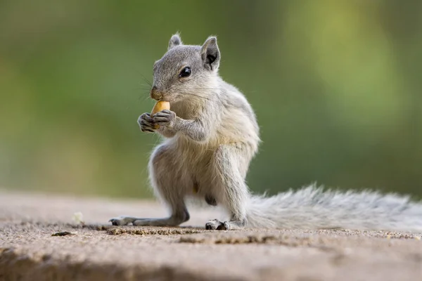 Eine Nahaufnahme Eines Niedlichen Indischen Palmenhörnchens Funambulus Palmarum Das Auf — Stockfoto