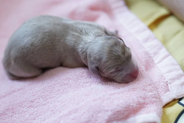 タオルの中で眠っている新生児プールの閉鎖 — ストック写真