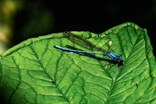 Gros Plan Une Libellule Sur Une Feuille — Photo