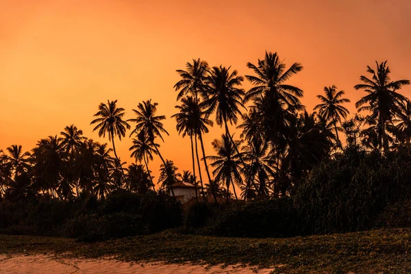 Eine Ruhige Szenerie Des Sonnenuntergangs Mit Palmensilhouette Vordergrund Sri Lanka — Stockfoto