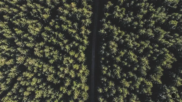 Uma Vista Aérea Superior Uma Longa Estrada Através Densas Florestas — Fotografia de Stock