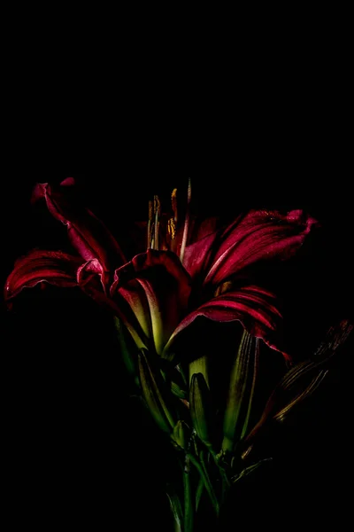 Eine Vertikale Aufnahme Einer Schönen Rosa Lilienblüte Isoliert Auf Schwarzem — Stockfoto