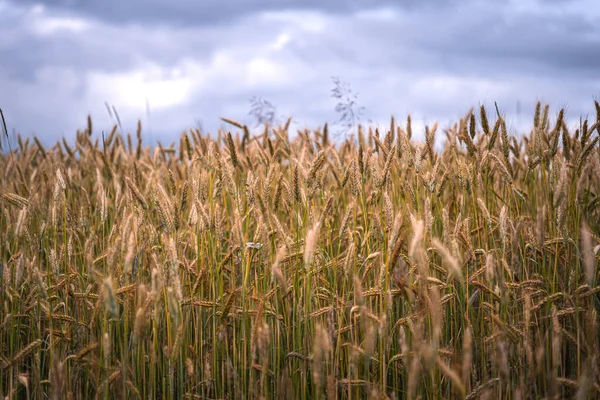 Полностью Спелые Золотые Колосья Пшеницы Поле Солнечном Свете Конце Лета — стоковое фото