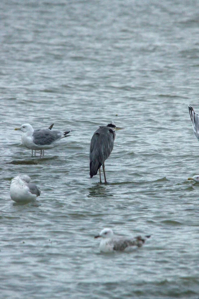 Beautiful Shot Gray Heron Small Flock Seagulls Standing Shallow Water — Stock Photo, Image