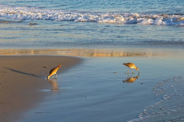 南加州的海滨鸟在海浪中觅食 — 图库照片