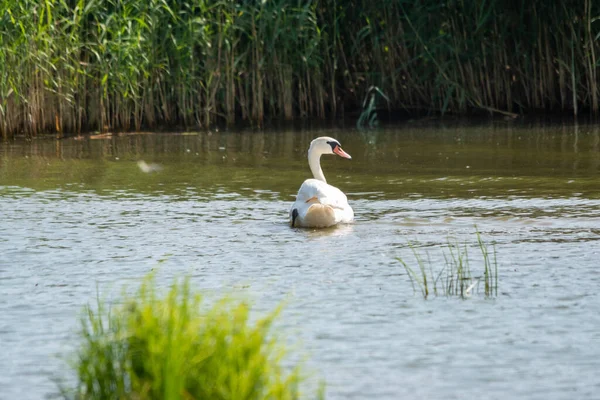 Красивий Знімок Німого Лебедя Який Плаває Спокійній Озерній Воді Яскравому — стокове фото