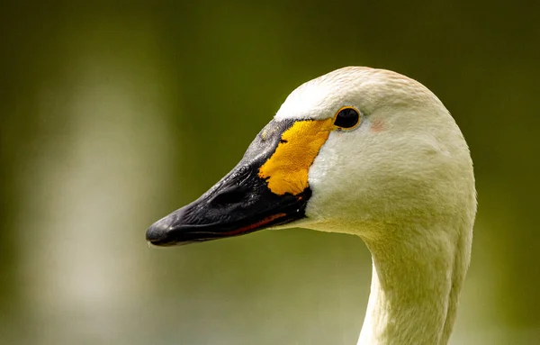 Primo Piano Testa Cigno Sfondo Verde Sfocato — Foto Stock