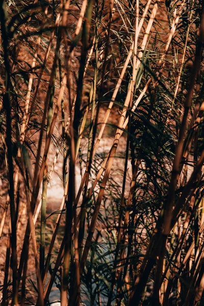 Vertikální Záběr Rákosí Zelenými Listy Proti Oranžovým Stromům Pod Slunečním — Stock fotografie