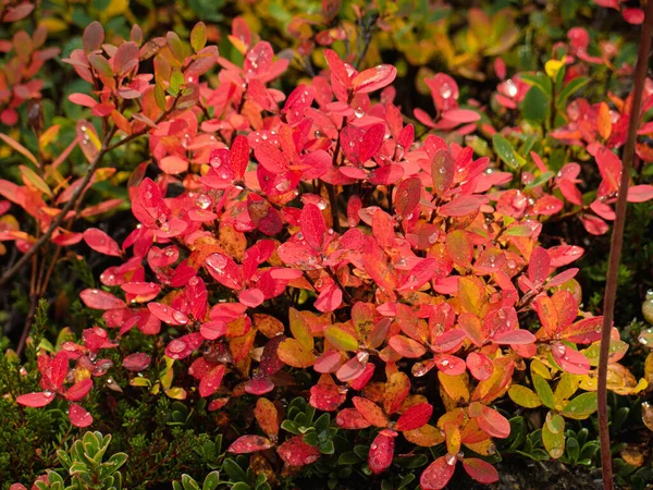 日本红莓 Berberis Thunbergii 的特写镜头 — 图库照片