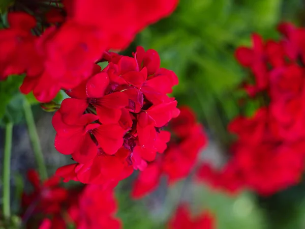 Closeup Shot Beautiful Flower Blossoming Munsinger Garden Blurred Background — Stock Photo, Image