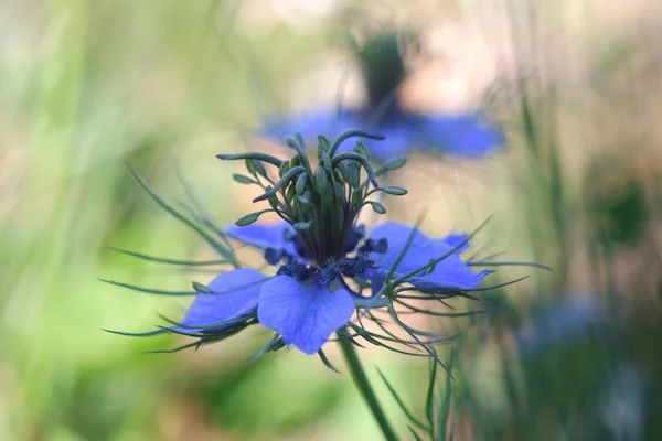 Nahaufnahme Eines Schwarzkümmels Der Garten Blüht — Stockfoto