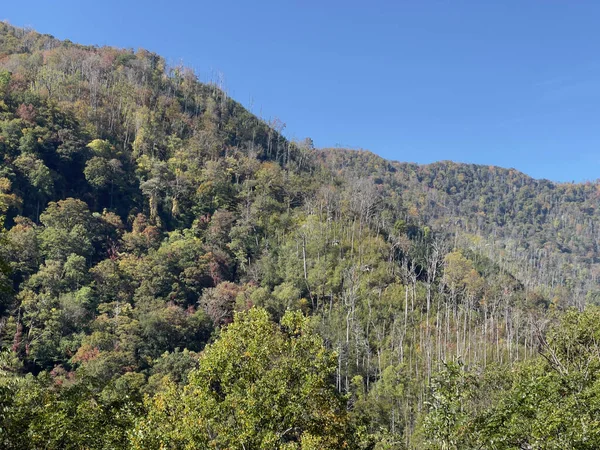 Aerial View Forested Mountains — Stockfoto