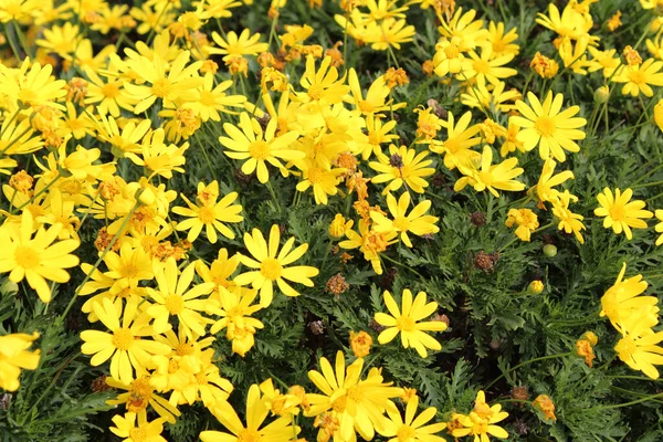Close Flores Amarelas Campo — Fotografia de Stock