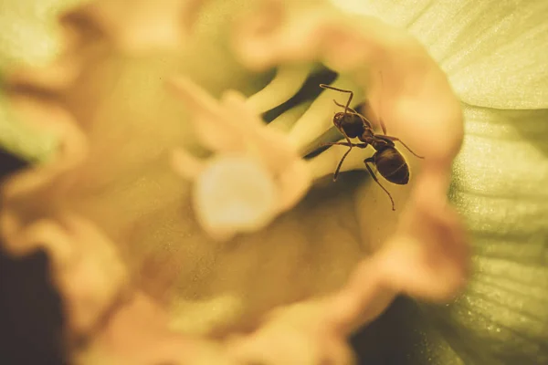 Sebuah Gambar Close Dari Semut Pada Bunga Kuning — Stok Foto