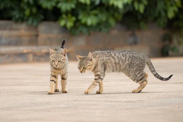 Pair Two Small Striped Kittens Playing Together — Stock Fotó