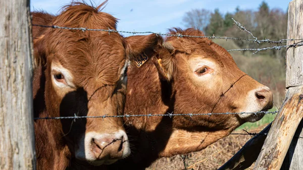 Close Duas Vacas Marrons Atrás Arames Farpados Uma Fazenda — Fotografia de Stock