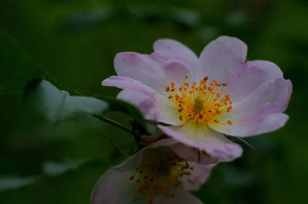 Une Prise Vue Sélective Rose Musquée Dans Jardin — Photo