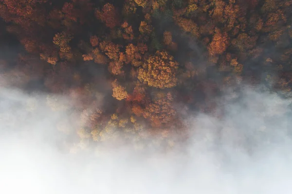 Drönare Antenn Skott Landskap Syn Färgglada Höstskog Med Dimma Runt — Stockfoto